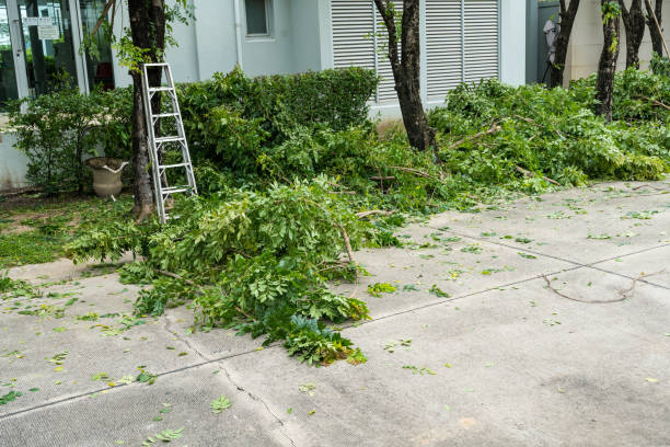 Palm Tree Trimming